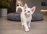 Devon Rex White female - Devon Rex Kitten For Sale - Hollywood&comma; FL&comma; US