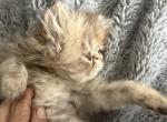 Persian chocolate tabby girl - Persian Kitten For Sale - 