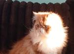 GORGEOUS CFA PERSIAN boy - Persian Kitten For Sale - PA&comma; US