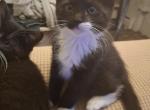 Oreo - Domestic Kitten For Sale - Gardner&comma; MA&comma; US