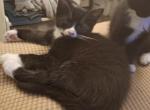 Charlie - Domestic Kitten For Sale - Gardner&comma; MA&comma; US