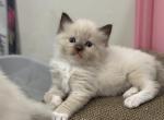Seal Mitted Mink - Ragdoll Kitten For Sale - Beaver Falls&comma; PA&comma; US