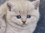 Lilac - British Shorthair Kitten For Sale - 