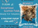 Maddie Mac Litter 3 Week 4 - Scottish Fold Kitten For Sale - Ocklawaha&comma; FL&comma; US