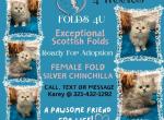 Maddie Mac Litter 3 Week 4 - Scottish Fold Kitten For Sale - Ocklawaha&comma; FL&comma; US