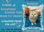 Parker - Scottish Fold Kitten For Sale - Ocklawaha&comma; FL&comma; US