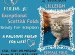 Levi - Scottish Fold Kitten For Sale - Ocklawaha&comma; FL&comma; US