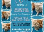 Levi - Scottish Fold Kitten For Sale - Ocklawaha&comma; FL&comma; US