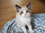 Oppa - Ragdoll Kitten For Sale - Ocean Shores&comma; WA&comma; US