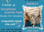 Everette - Scottish Fold Kitten For Sale - Ocklawaha&comma; FL&comma; US