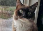 Aragorn - Ragdoll Cat For Sale - Ocean Shores&comma; WA&comma; US