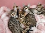 Gorgeous Savannah litter - Savannah Kitten For Sale - Santa Clarita&comma; CA&comma; US