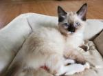 Poppy - Ragdoll Kitten For Sale - Ocean Shores&comma; WA&comma; US