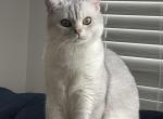 Tom - British Shorthair Cat For Sale - 