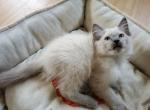Merryweather - Ragdoll Kitten For Sale - Ocean Shores&comma; WA&comma; US