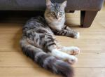 Hercules - Ragdoll Cat For Sale - Ocean Shores&comma; WA&comma; US