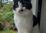 Charleston - Snowshoe Cat For Sale - Ocean Shores&comma; WA&comma; US