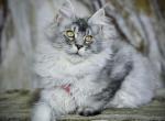 Miss June - Maine Coon Kitten For Sale - McArthur&comma; CA&comma; US