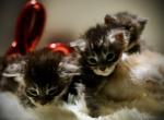 Bagel Litter - Maine Coon Kitten For Sale - McArthur&comma; CA&comma; US