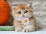 Claire - British Shorthair Kitten For Sale - Brooklyn&comma; NY&comma; US
