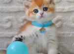 Charlie - British Shorthair Kitten For Sale - Brooklyn&comma; NY&comma; US