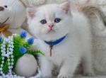 Cloud - British Shorthair Kitten For Sale - Brooklyn&comma; NY&comma; US