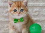 Chester - British Shorthair Kitten For Sale - Brooklyn&comma; NY&comma; US