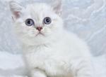 Jina - Scottish Straight Kitten For Sale - Brooklyn&comma; NY&comma; US