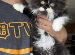 Lucy - Persian Kitten For Sale - Westland&comma; MI&comma; US