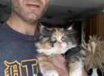 Lucy - Persian Kitten For Sale - Westland&comma; MI&comma; US