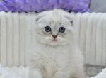 Jennifer - Scottish Fold Kitten For Sale - Brooklyn&comma; NY&comma; US