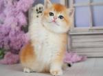 Vincent - British Shorthair Kitten For Sale - Brooklyn&comma; NY&comma; US