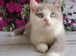 Quentin l Blue Eyed - British Shorthair Kitten For Sale - Brooklyn&comma; NY&comma; US
