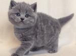 Potap - British Shorthair Kitten For Sale - Brooklyn&comma; NY&comma; US