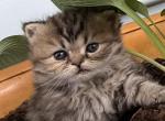 RubyRed - Persian Kitten For Sale - Cayce&comma; SC&comma; US