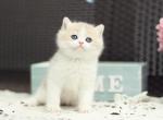 Alvin - British Shorthair Kitten For Sale - Brooklyn&comma; NY&comma; US