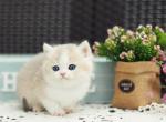 Archie - British Shorthair Kitten For Sale - Brooklyn&comma; NY&comma; US