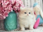 Aurora - British Shorthair Kitten For Sale - Brooklyn&comma; NY&comma; US