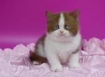 Xavier - British Shorthair Kitten For Sale - Brooklyn&comma; NY&comma; US