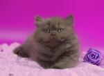 Werona - British Shorthair Kitten For Sale - Brooklyn&comma; NY&comma; US
