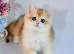 Leo - British Shorthair Kitten For Sale - Brooklyn&comma; NY&comma; US