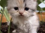 Yellow Topaz - Persian Kitten For Sale - Cayce&comma; SC&comma; US