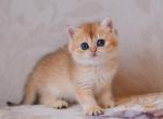 Deya - British Shorthair Kitten For Sale - Brooklyn&comma; NY&comma; US