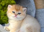Gven - British Shorthair Kitten For Sale - Brooklyn&comma; NY&comma; US