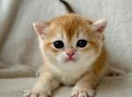 Lory - Scottish Straight Kitten For Sale - Brooklyn&comma; NY&comma; US