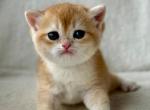 Lord - Scottish Straight Kitten For Sale - Brooklyn&comma; NY&comma; US