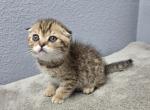 Jack - Scottish Fold Kitten For Sale - FL&comma; US