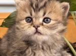 Green Jasper - Persian Kitten For Sale - 