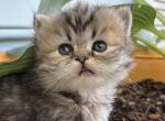 Green Jasper - Persian Kitten For Sale - Cayce&comma; SC&comma; US