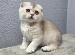 Sophia - Scottish Fold Kitten For Sale - FL&comma; US